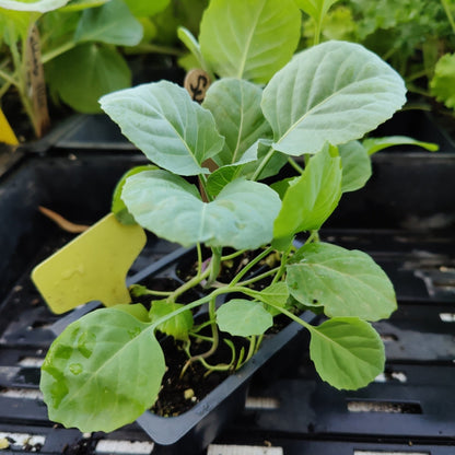 Kale - Suiho Chinese Flowering Kale, Chinese Broccoli - Whitwam Organics