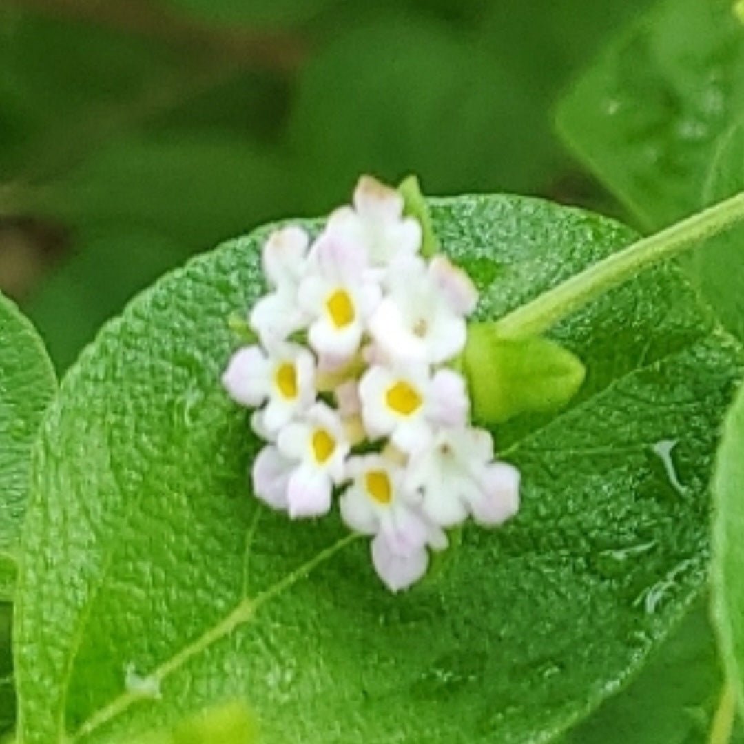 Lantana - Buttonsage (Lantana involucrata)(Florida Native) - Whitwam Organics