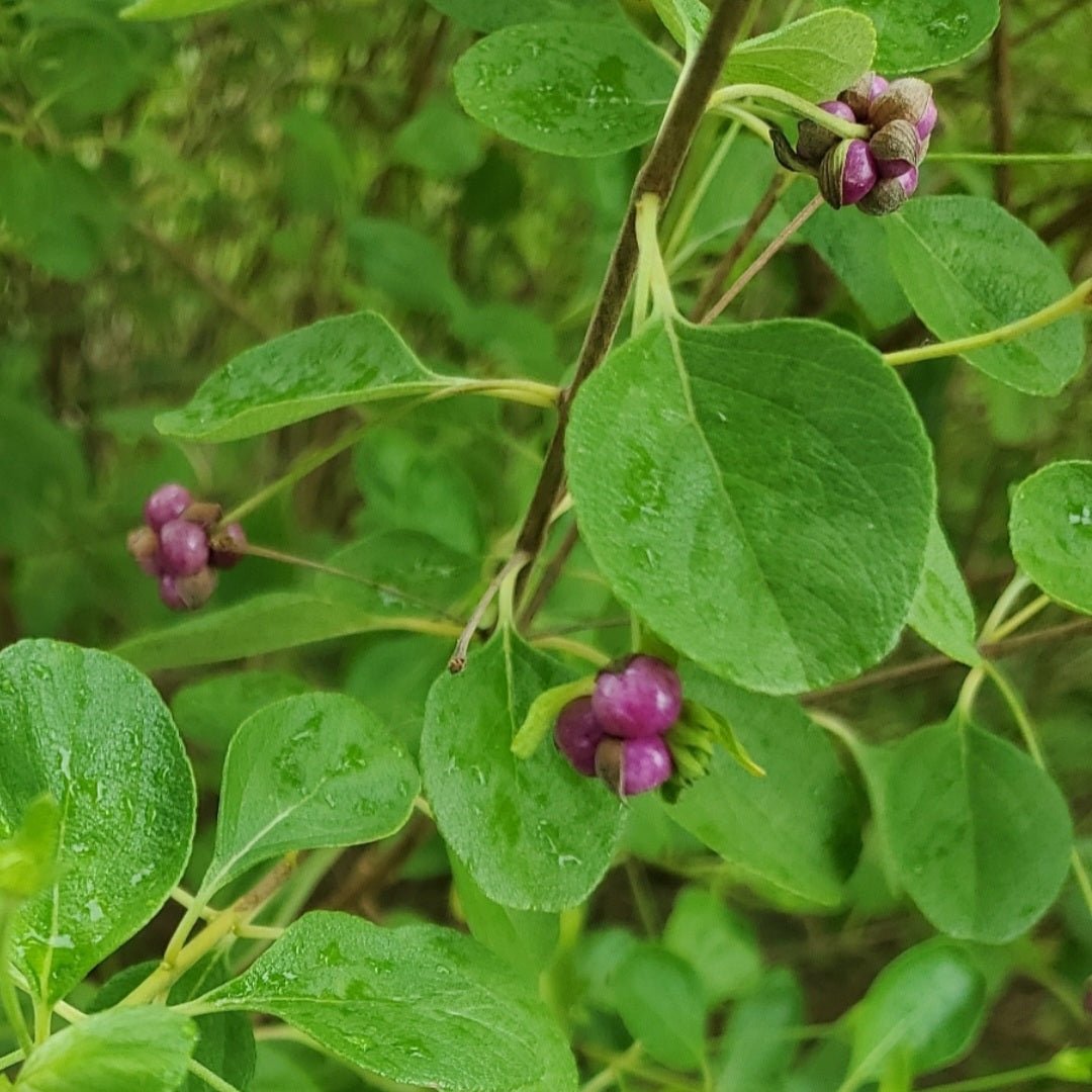 Lantana - Buttonsage (Lantana involucrata)(Florida Native) - Whitwam Organics