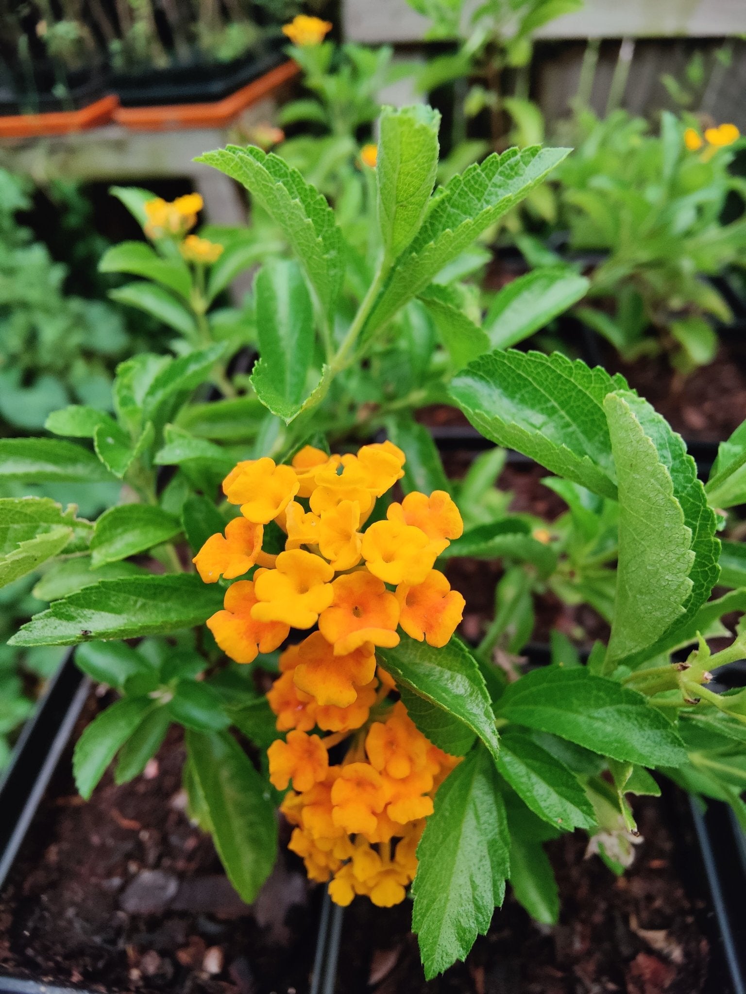 Lantana - Pineland Lantana (Lantana depressa var depressa)(Florida Native) - Whitwam Organics