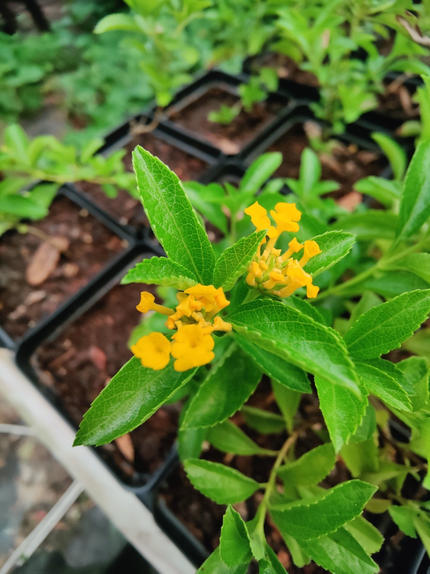 Lantana - Pineland Lantana (Lantana depressa var depressa)(Florida Native) - Whitwam Organics