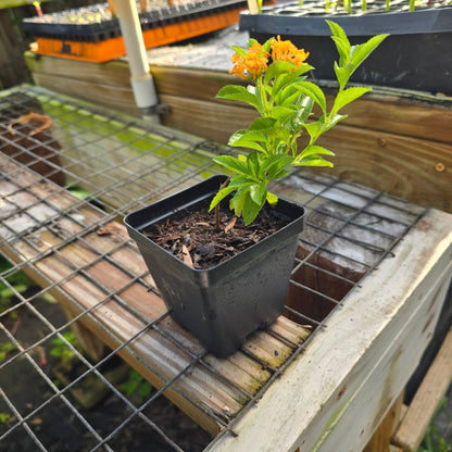 Lantana - Pineland Lantana (Lantana depressa var depressa)(Florida Native) - Whitwam Organics