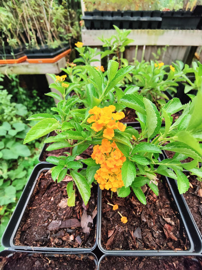 Lantana - Pineland Lantana (Lantana depressa var depressa)(Florida Native) - Whitwam Organics