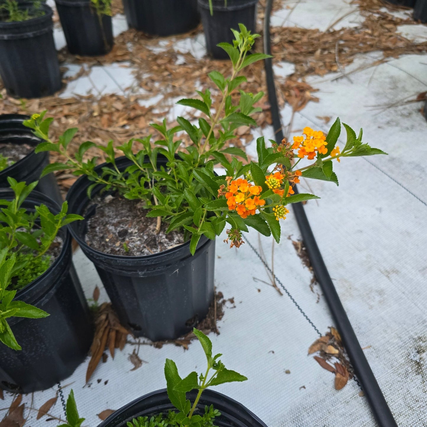 Lantana - Pineland Lantana (Lantana depressa var depressa)(Florida Native) - Whitwam Organics