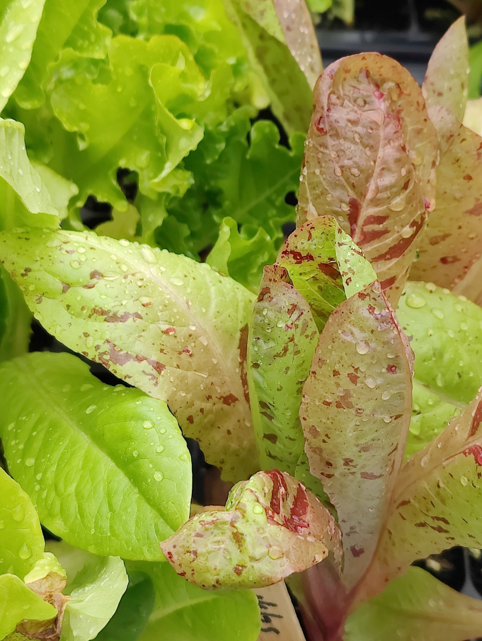 Lettuce - Freckles Romaine Head (Heirloom) - Whitwam Organics