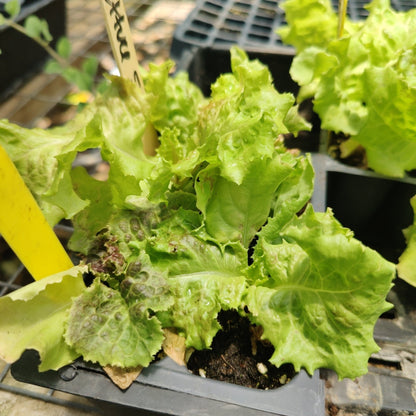 Lettuce - New Red Fire Leaf - Whitwam Organics