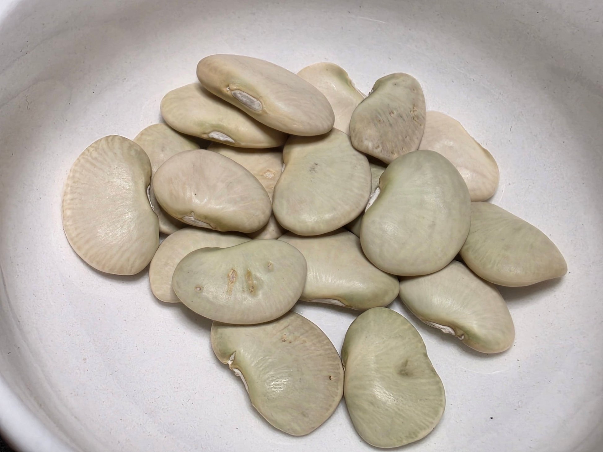 Lima Bean - King of the Garden - Whitwam Organics