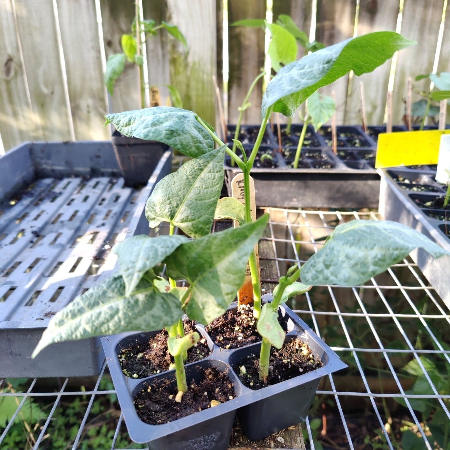 Lima Bean - King of the Garden - Whitwam Organics