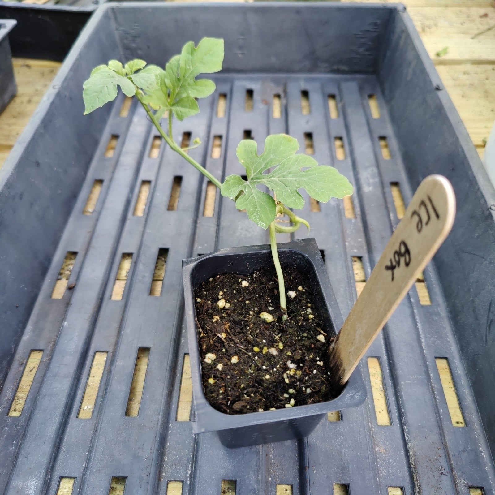 Melon - Hime Kansen Ice Box Watermelon - Whitwam Organics