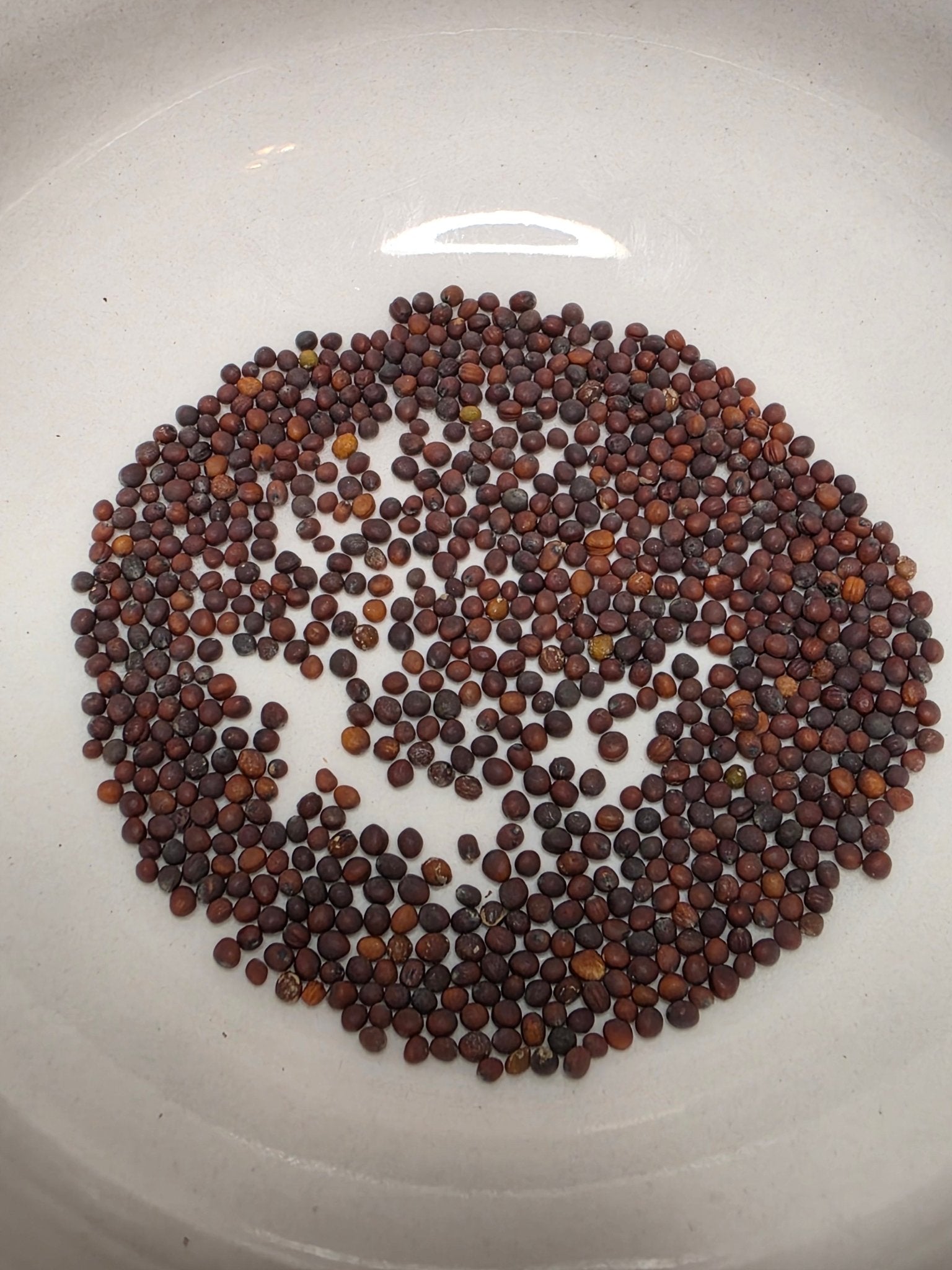 Mibuna - Green Spray - Whitwam Organics