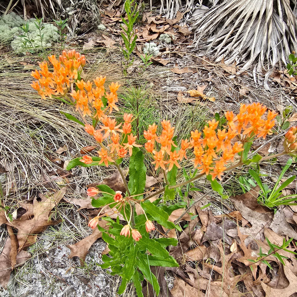 Milkweed - Butterflyweed (Asclepias tuberosa) (Florida Native) - Whitwam Organics