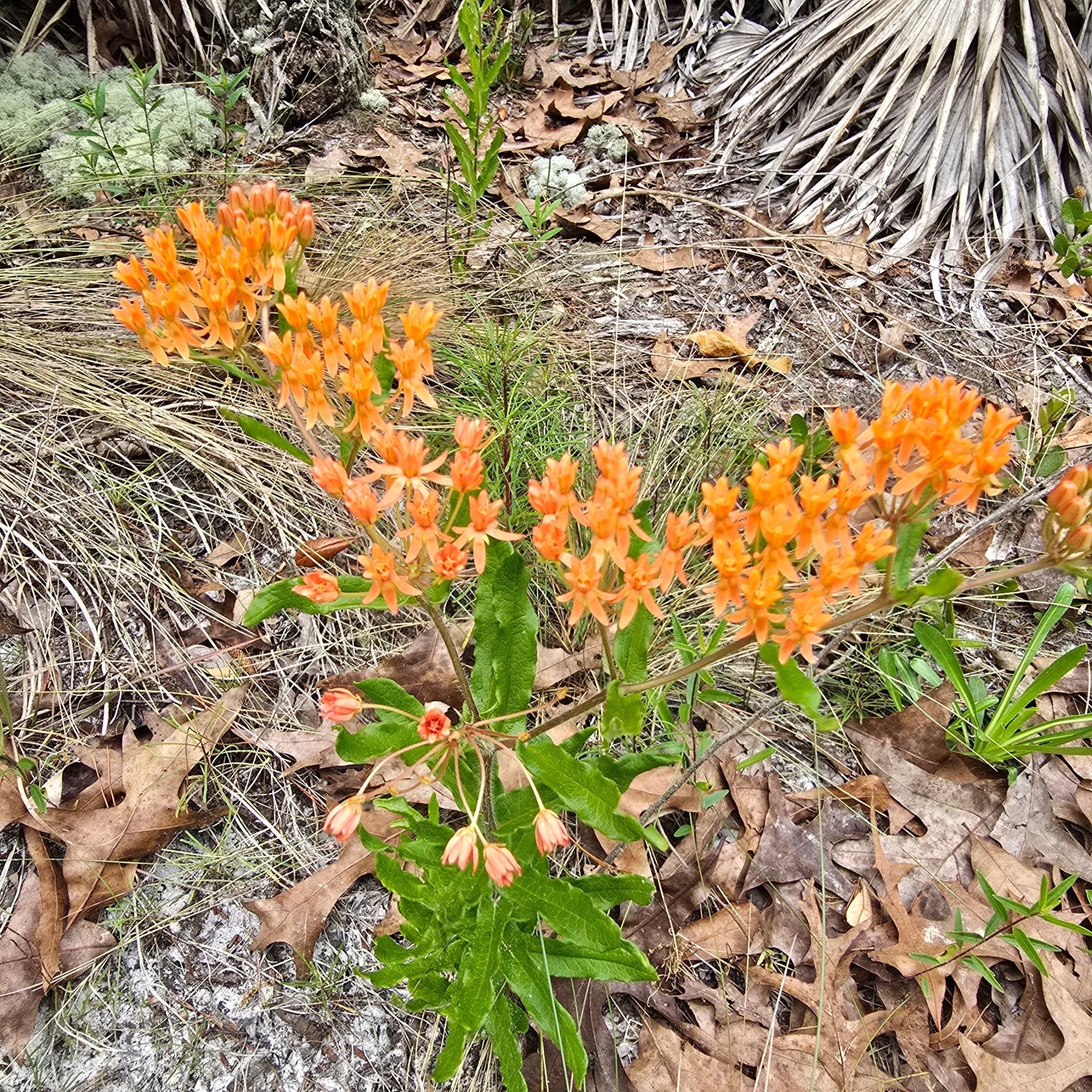 Milkweed - Butterflyweed (Asclepias tuberosa) (Florida Native) - Whitwam Organics