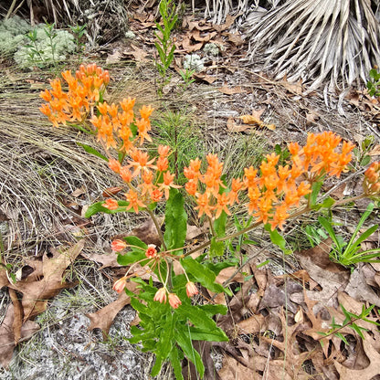 Milkweed - Butterflyweed (Asclepias tuberosa) (Florida Native) - Whitwam Organics