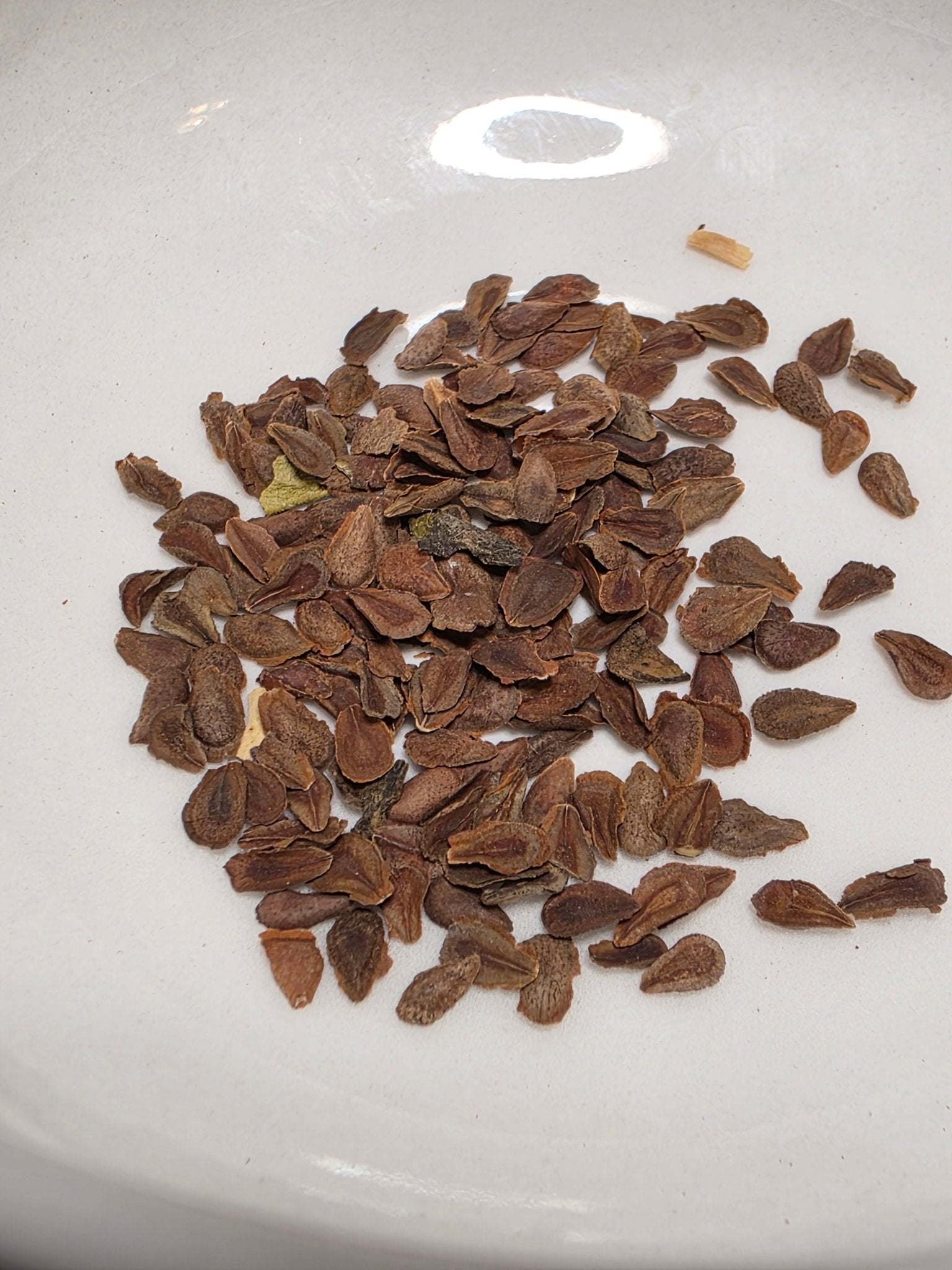 Milkweed - Butterflyweed (Asclepias tuberosa) (Florida Native) - Whitwam Organics