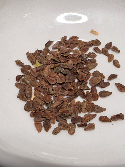 Milkweed - Butterflyweed (Asclepias tuberosa) (Florida Native) - Whitwam Organics