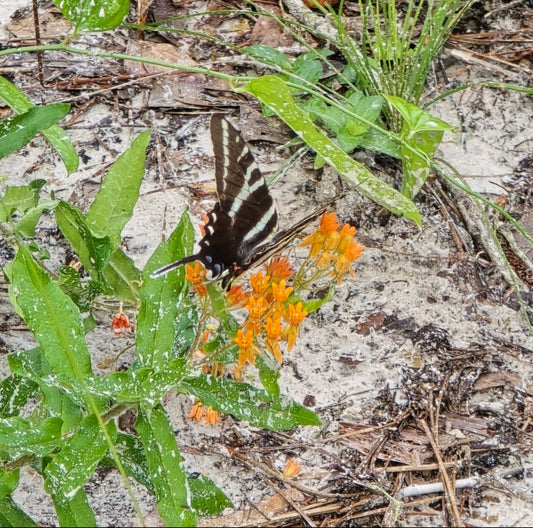 Milkweed - Butterflyweed (Asclepias tuberosa) (Florida Native) - Whitwam Organics