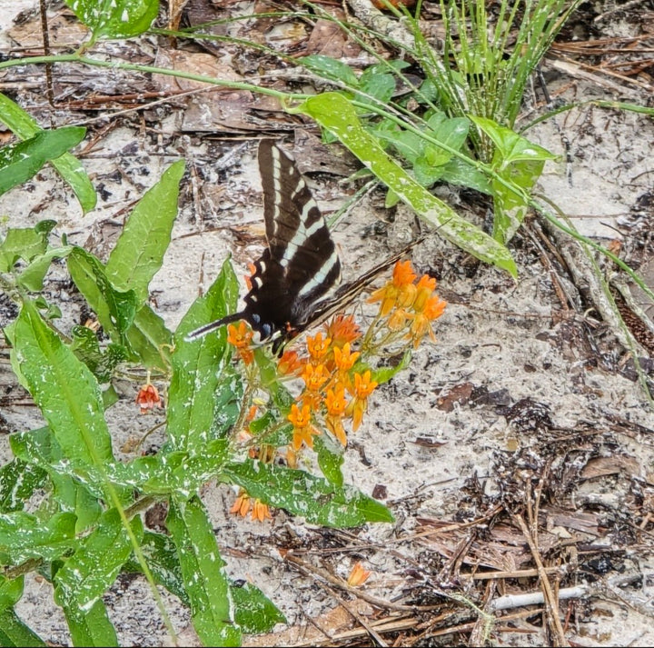 Milkweed - Butterflyweed (Asclepias tuberosa) (Florida Native) - Whitwam Organics