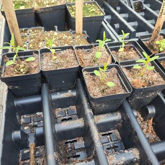 Milkweed - Butterflyweed (Asclepias tuberosa) (Florida Native) - Whitwam Organics