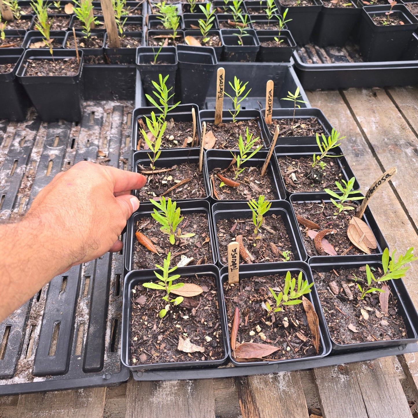 Milkweed - Butterflyweed (Asclepias tuberosa) (Florida Native) - Whitwam Organics
