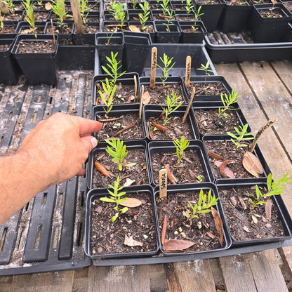 Milkweed - Butterflyweed (Asclepias tuberosa) (Florida Native) - Whitwam Organics