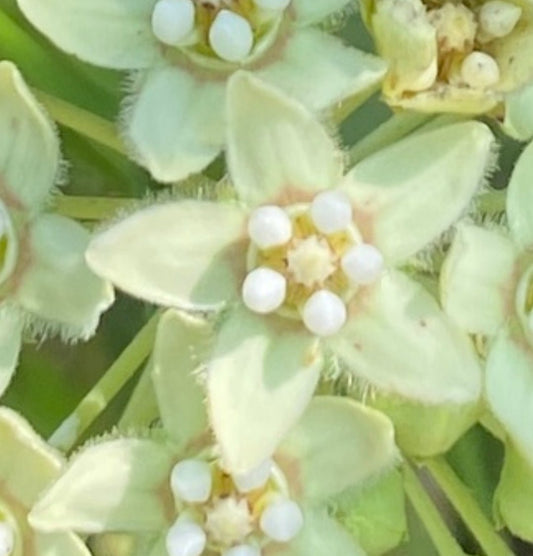 Milkweed Family - White Twinevine (Funastrum clausum) (Florida Native) - Whitwam Organics