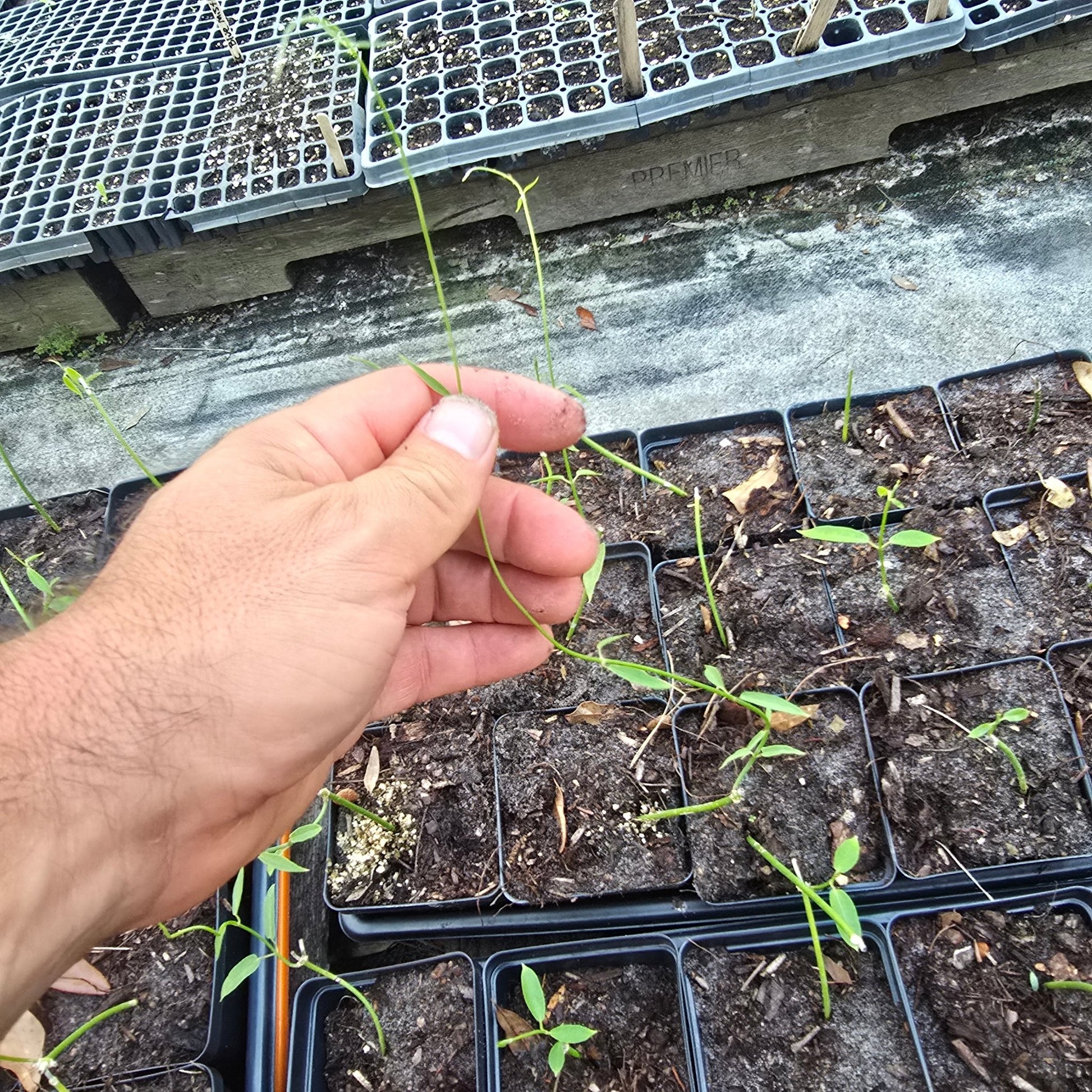 Milkweed Family - White Twinevine (Funastrum clausum) (Florida Native) - Whitwam Organics
