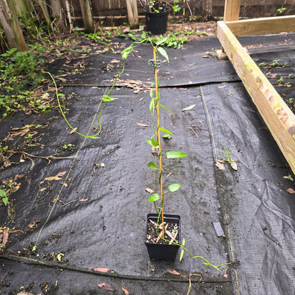 Milkweed Family - White Twinevine (Funastrum clausum) (Florida Native) - Whitwam Organics