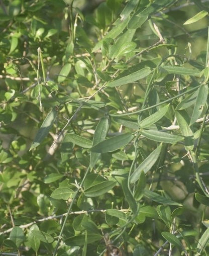 Milkweed Family - White Twinevine (Funastrum clausum) (Florida Native) - Whitwam Organics