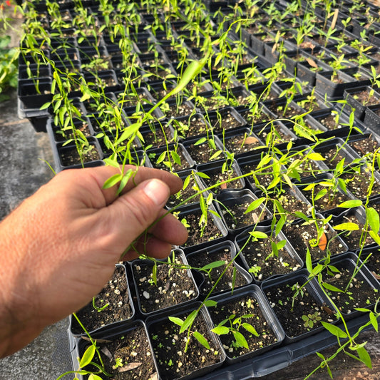 Milkweed Family-White Twinevine (Funastrum clausum) (Florida Native) - Whitwam Organics