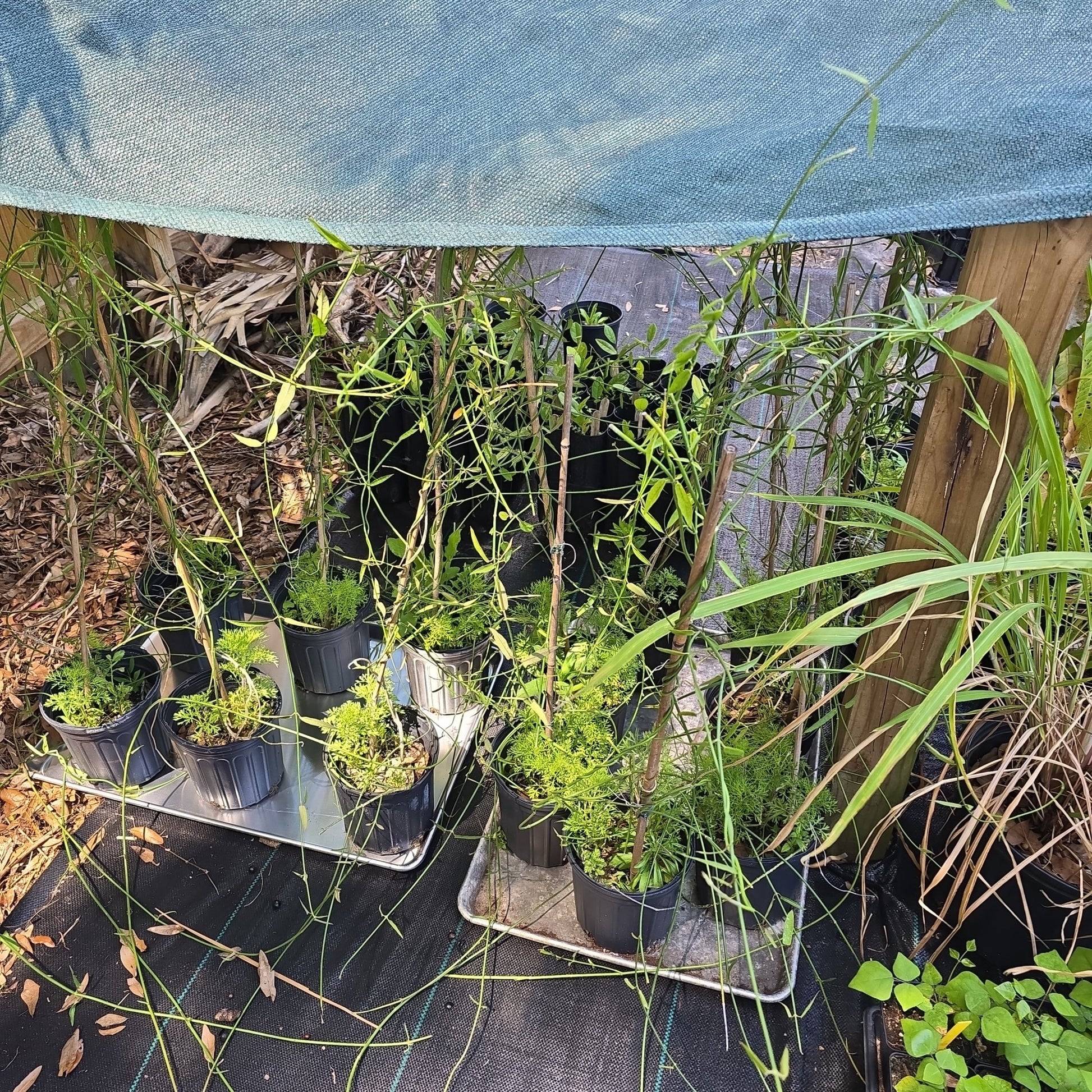 Milkweed Family - White Twinevine (Funastrum clausum) (Florida Native) - Whitwam Organics