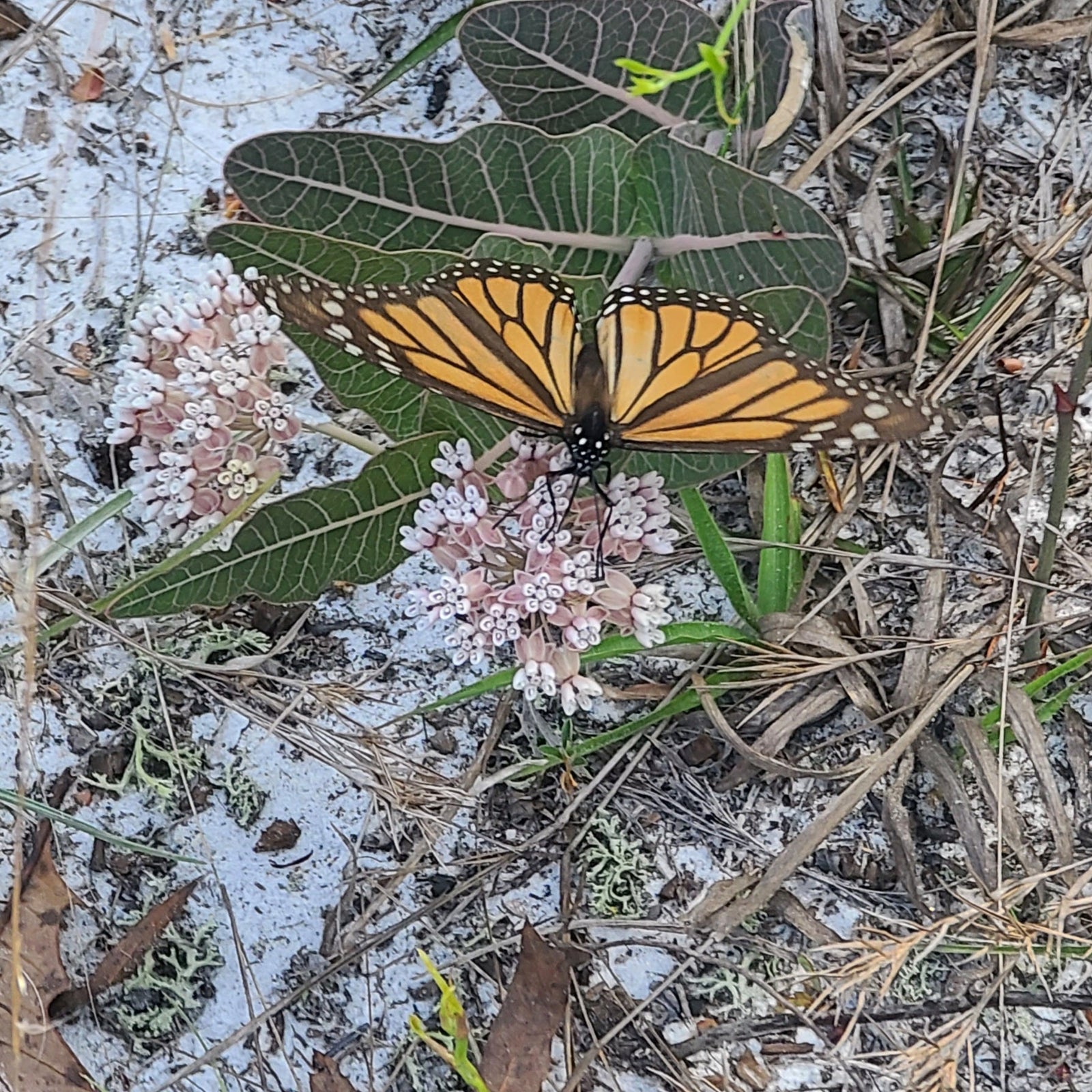 Milkweed - Sandhill Milkweed (Asclepias humistrata)(Florida Native) - Whitwam Organics