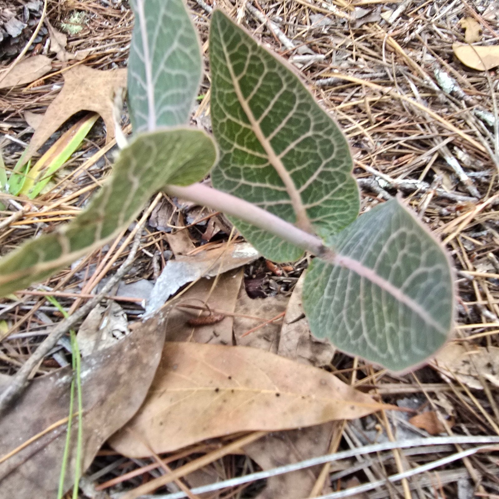 Milkweed - Sandhill Milkweed (Asclepias humistrata)(Florida Native) - Whitwam Organics
