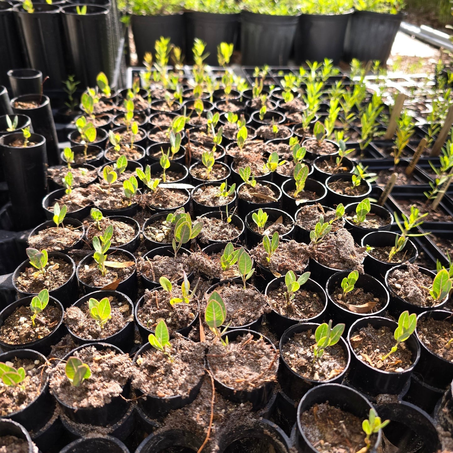Milkweed - Sandhill Milkweed (Asclepias humistrata)(Florida Native) - Whitwam Organics