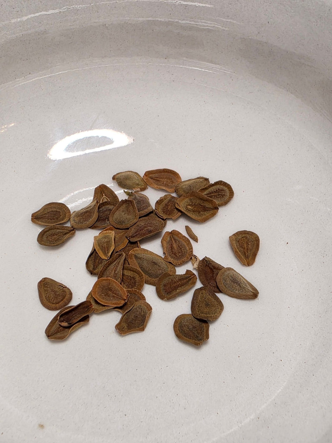 Milkweed - Spider (Asclepias viridis) (Florida Native) - Whitwam Organics