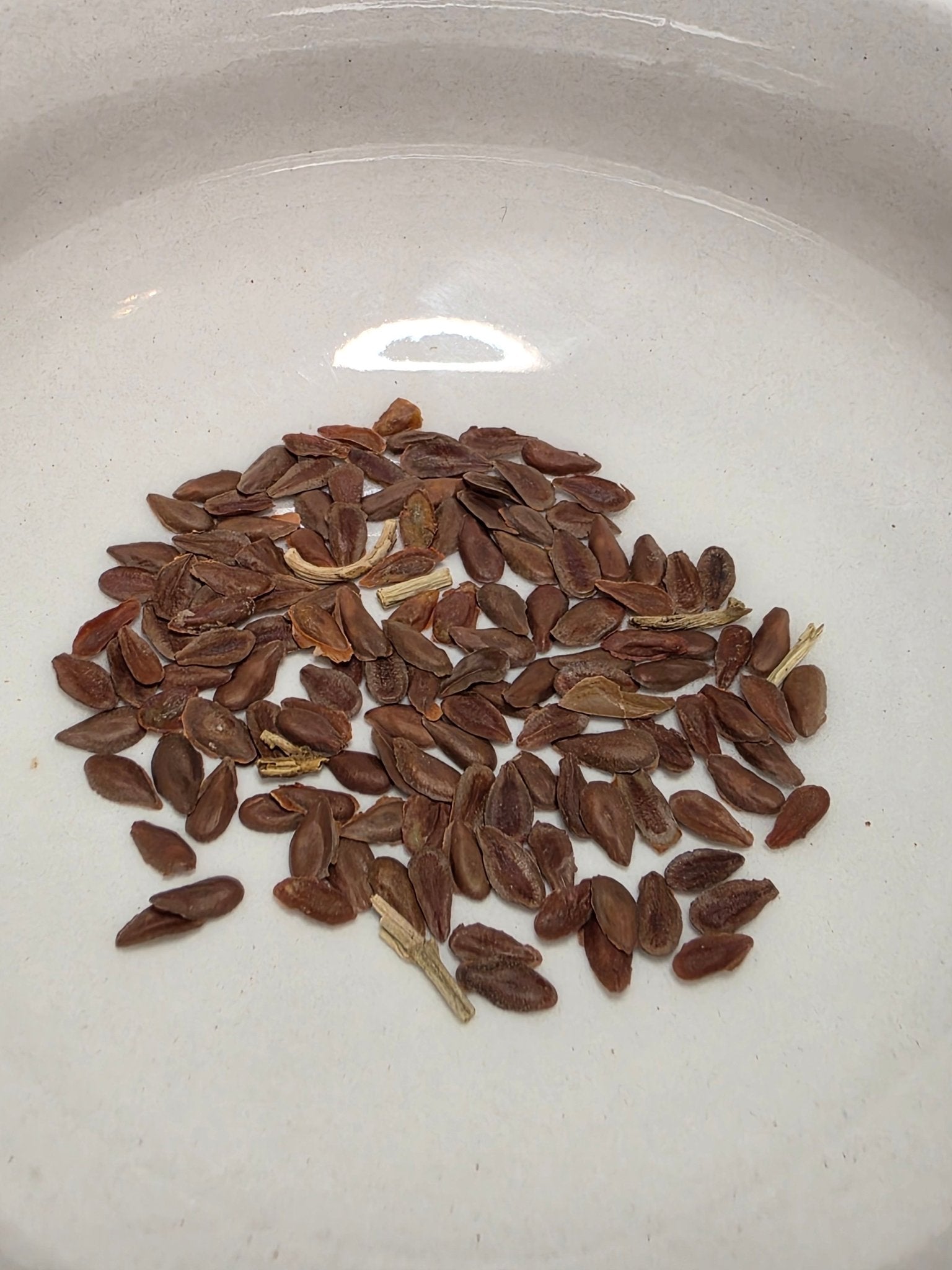 florida native plant seeds for sale Milkweed- Swamp (Asclepias incarnata) (Florida Native) – Whitwam Organics