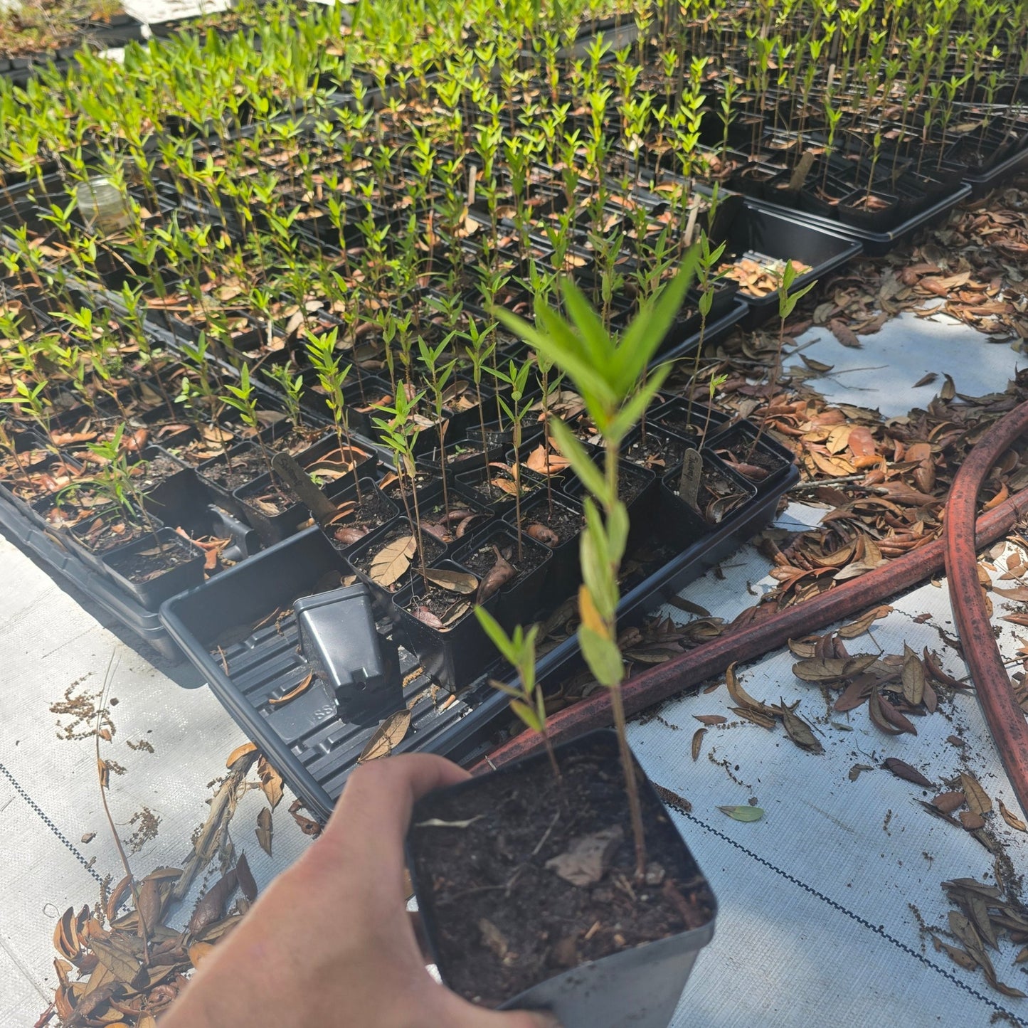 Milkweed - Swamp (Asclepias incarnata) (Florida Native) - Whitwam Organics