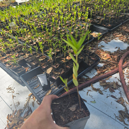 Milkweed - Swamp (Asclepias incarnata) (Florida Native) - Whitwam Organics
