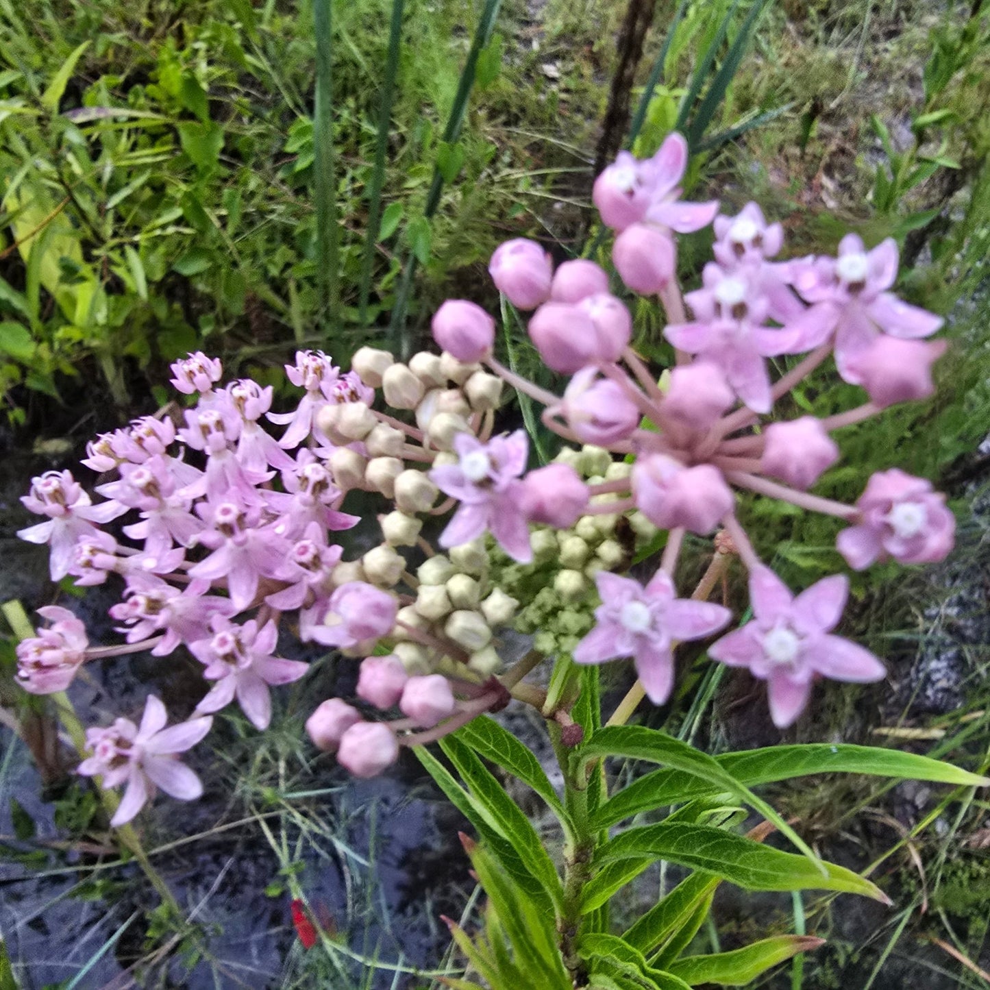 Milkweed- Swamp (Asclepias incarnata) (Florida Native) - Whitwam Organics