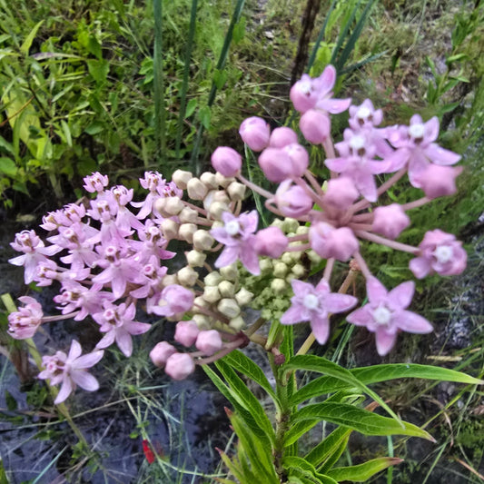 Milkweed- Swamp (Asclepias incarnata) (Florida Native) - Whitwam Organics