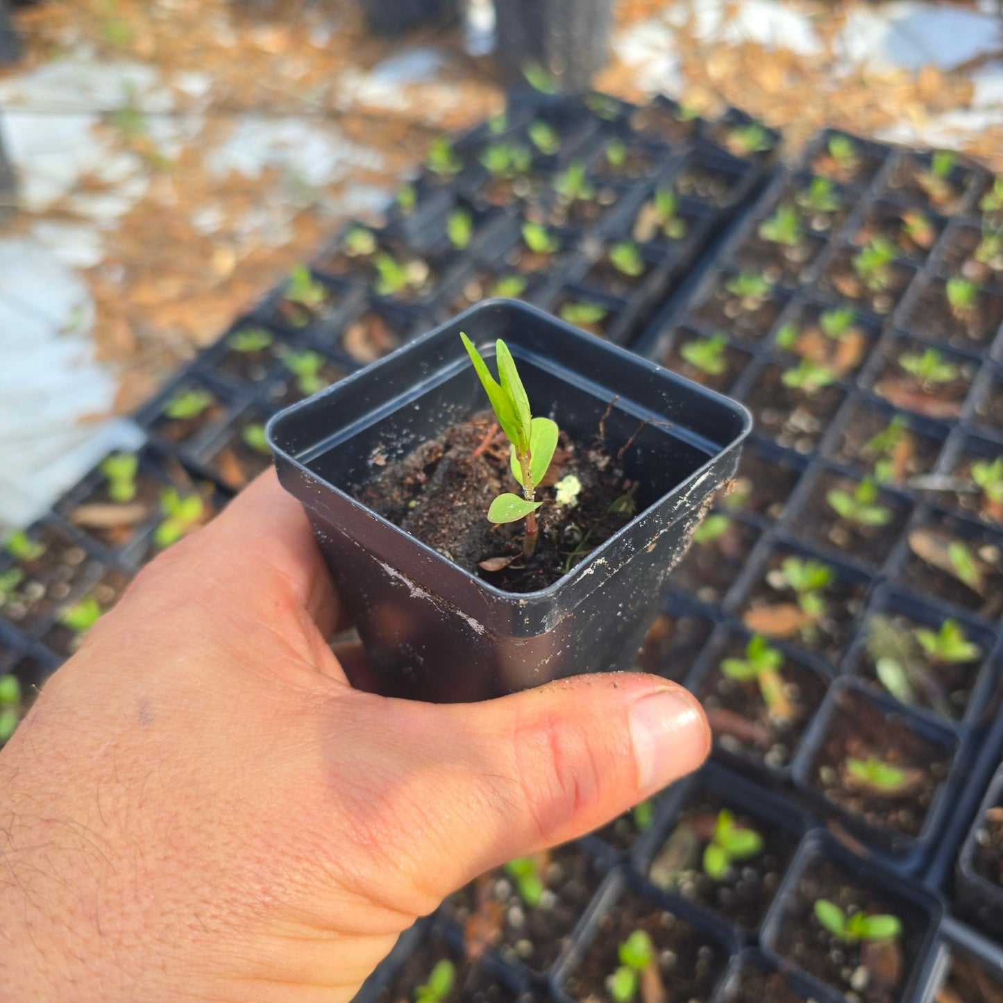 Milkweed - Swamp (Asclepias incarnata) (Florida Native) - Whitwam Organics