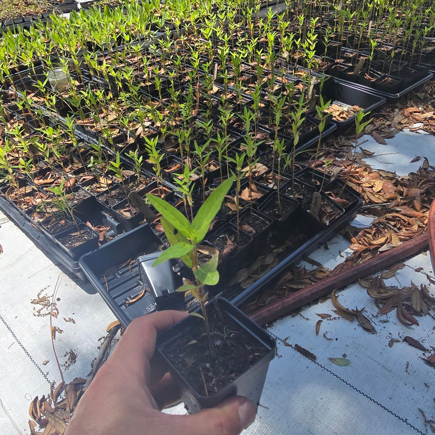 Milkweed - Swamp (Asclepias incarnata) (Florida Native) - Whitwam Organics