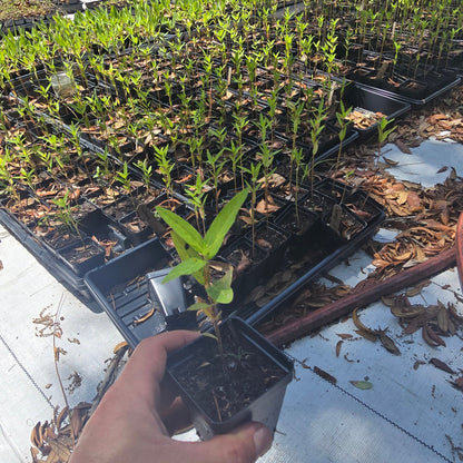 Milkweed - Swamp (Asclepias incarnata) (Florida Native) - Whitwam Organics
