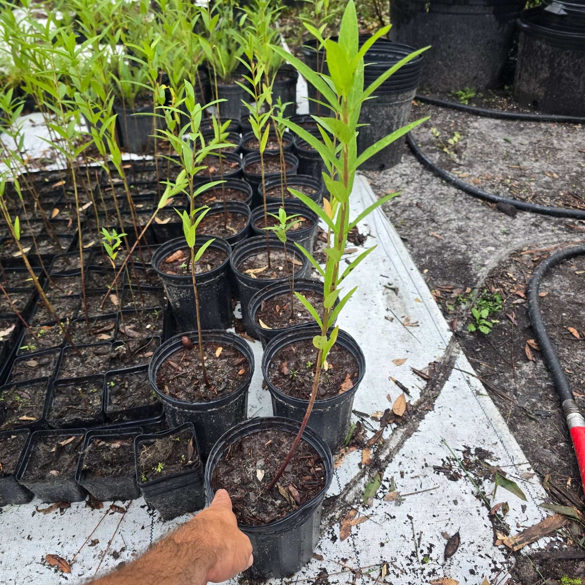Milkweed- Swamp (Asclepias incarnata) (Florida Native) - Whitwam Organics