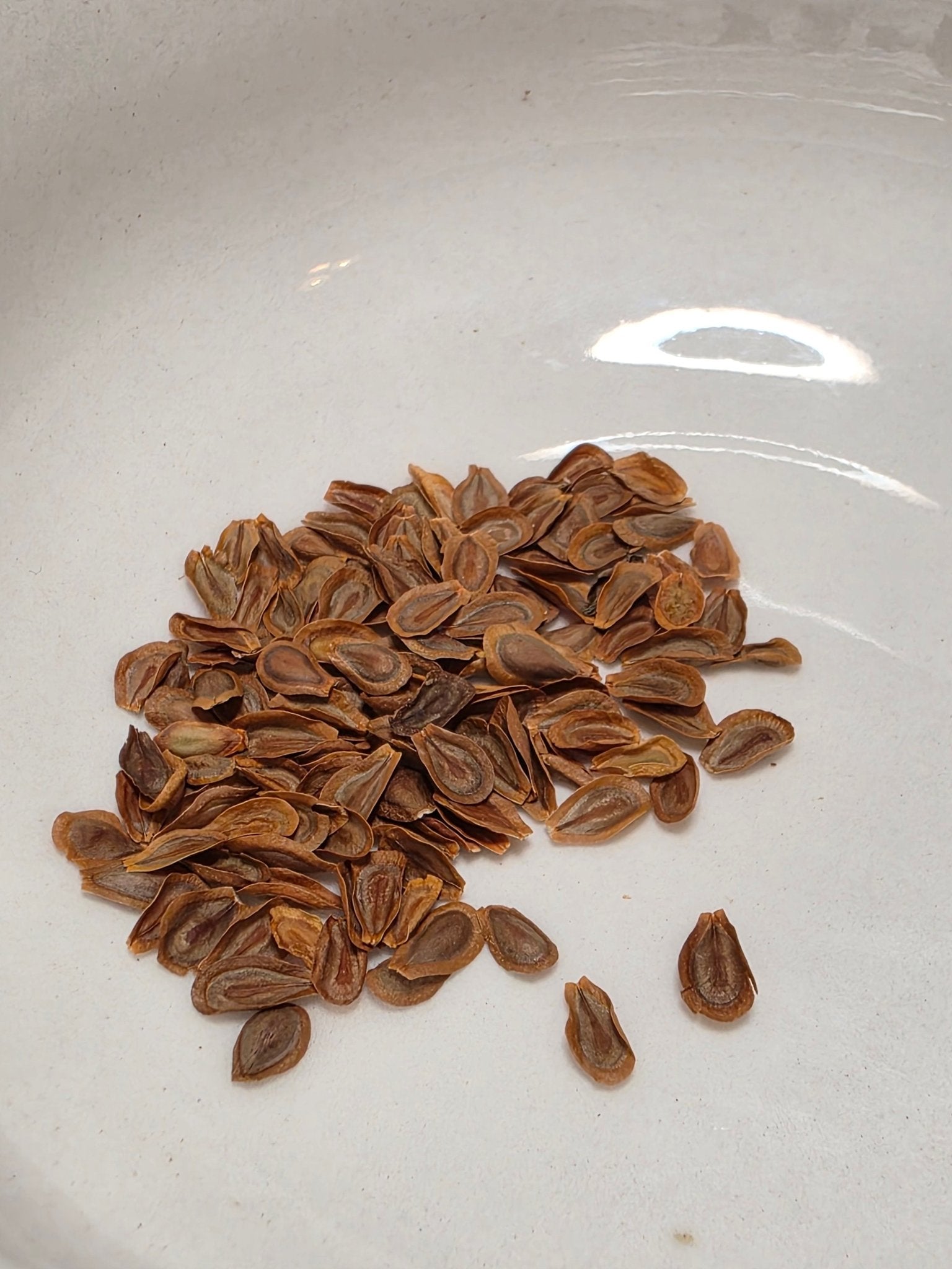 Milkweed-Whorled (Asclepias verticillata) (Florida Native)  Whitwam  Organics