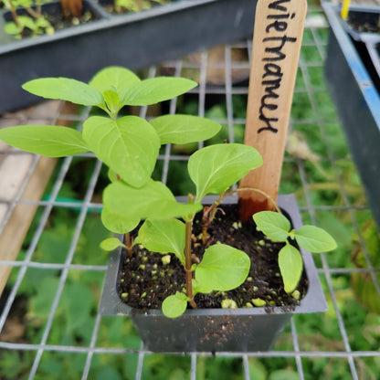 Mint - Hung Cay Mint, "Vietnamese Mint" - Whitwam Organics