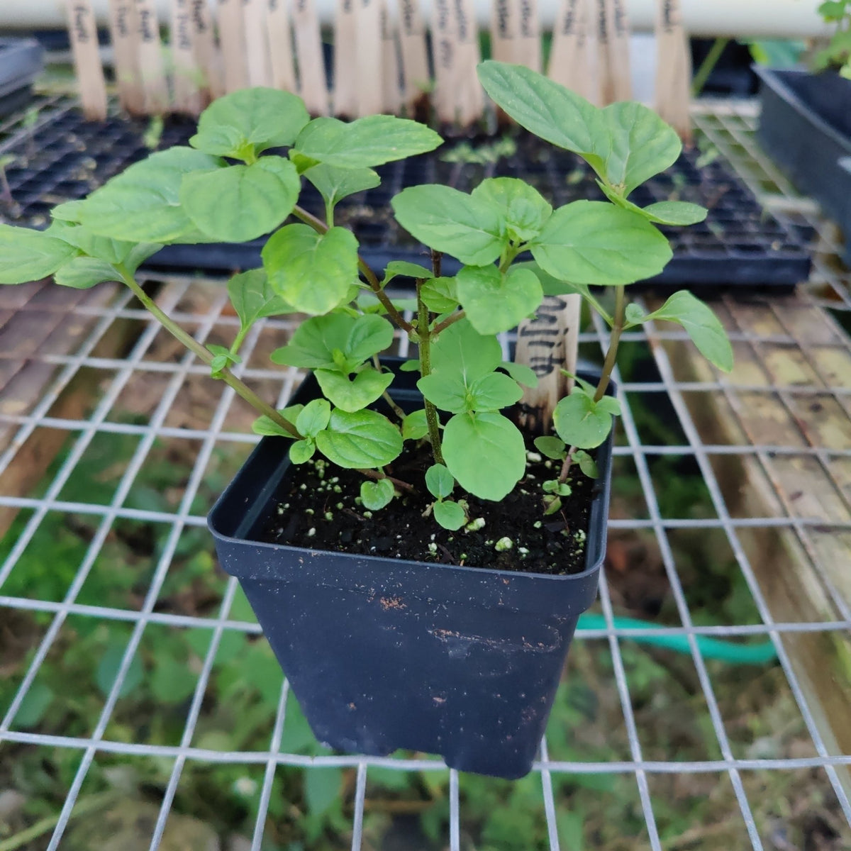 Mint - Mojito Mint - Whitwam Organics