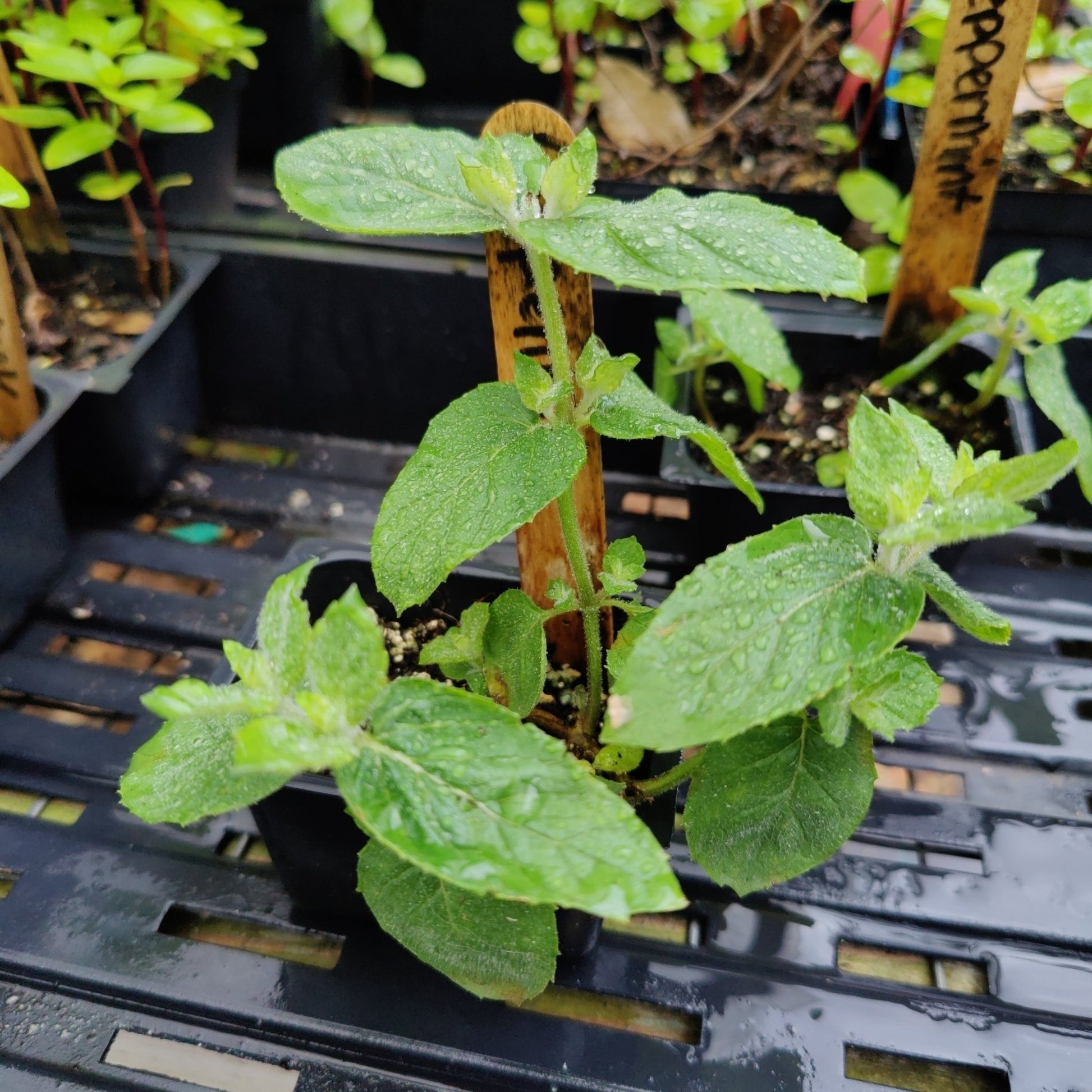 planting peppermint seeds Mint- Peppermint