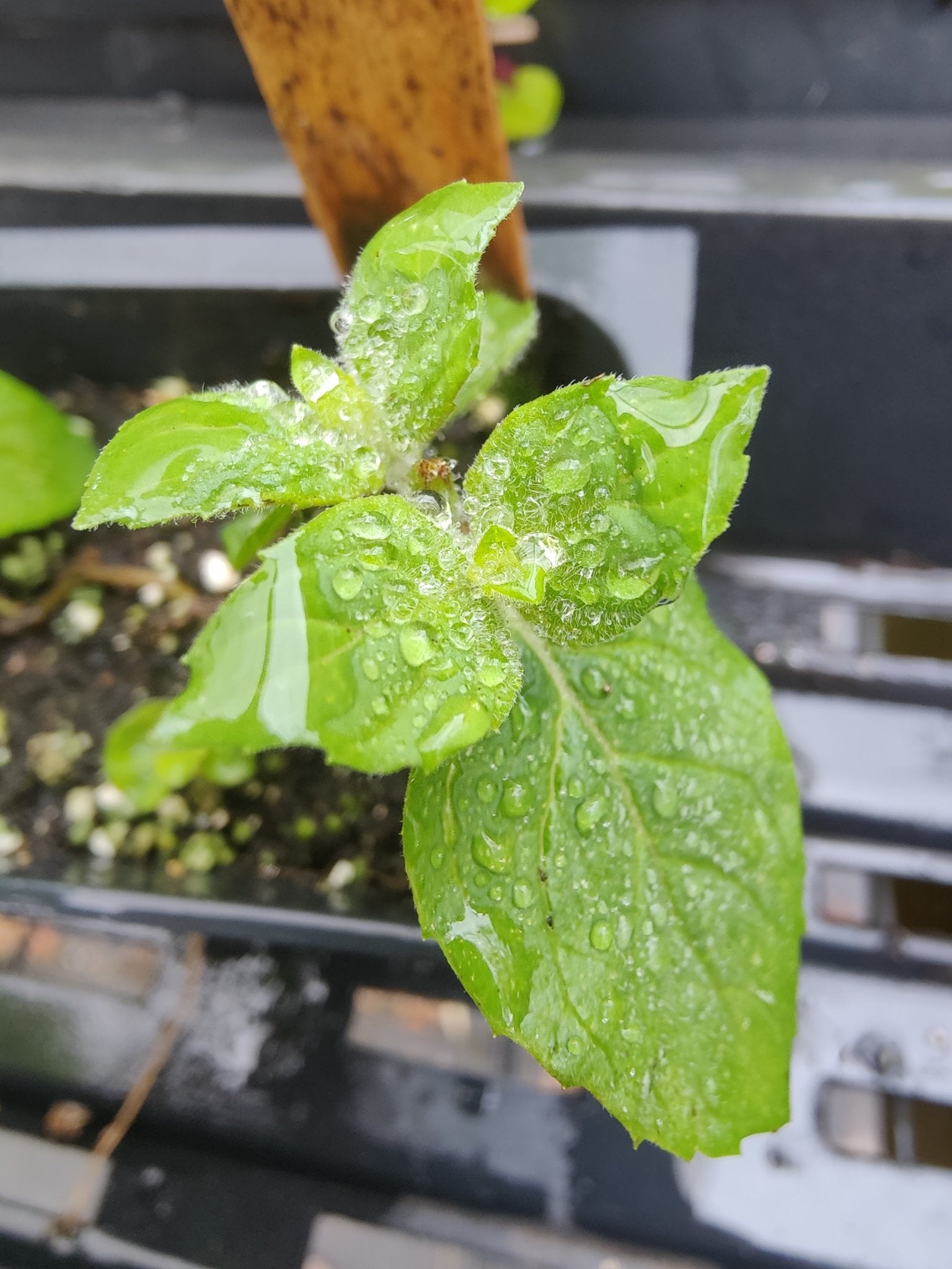 Mint - Peppermint - Whitwam Organics