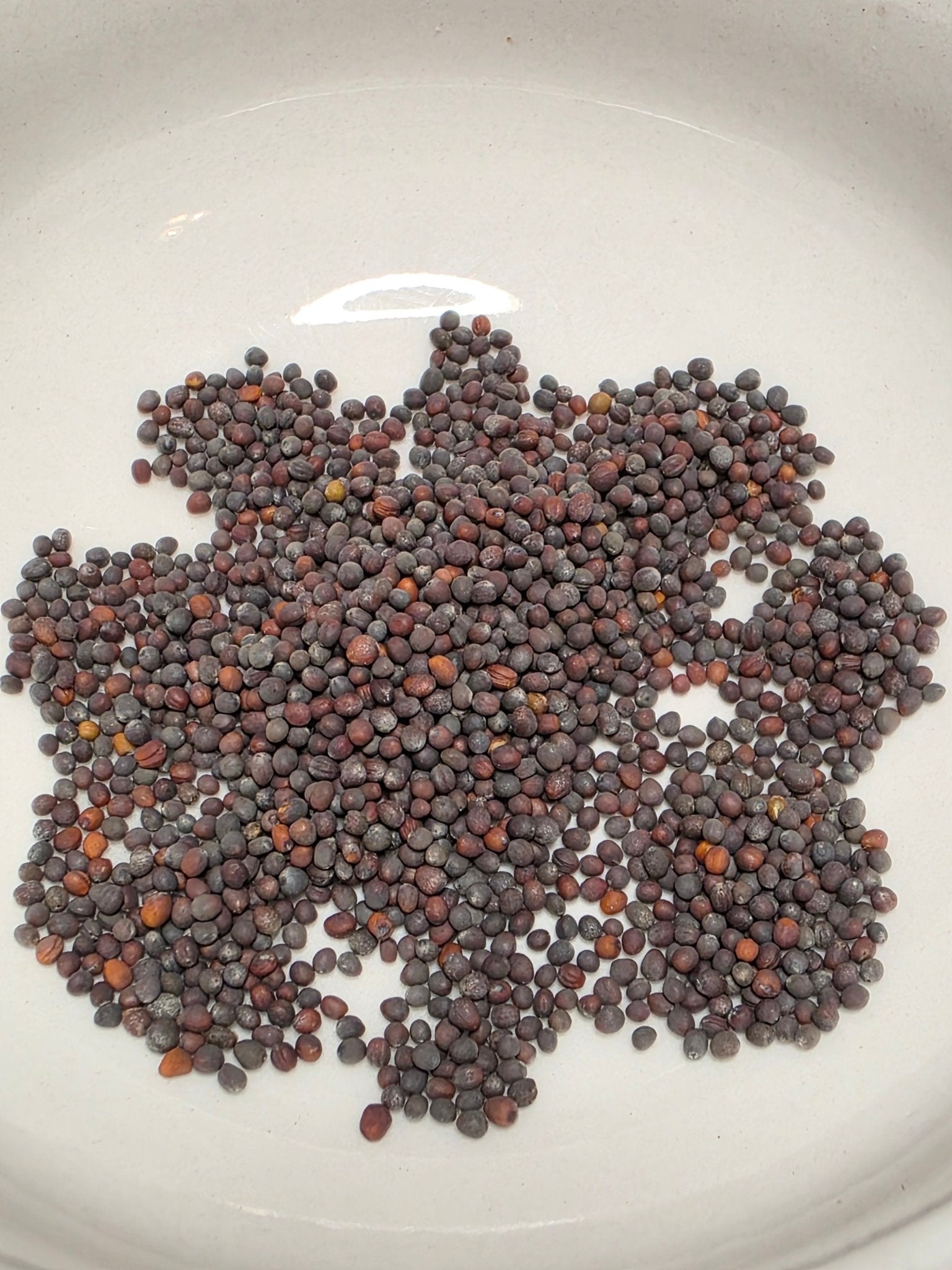 Mizuna - Early - Whitwam Organics