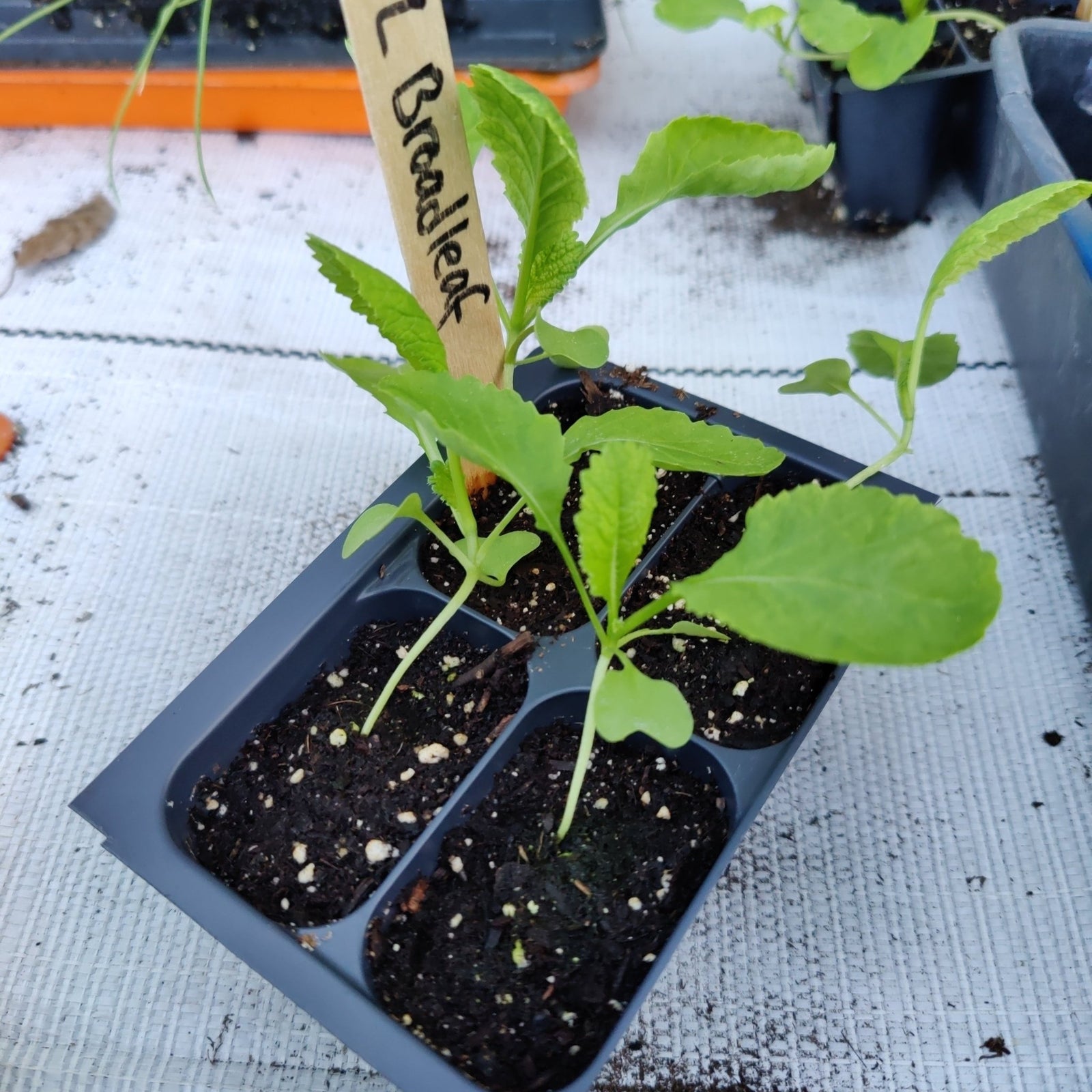 Mustard - Florida Broadleaf (Florida heirloom) - Whitwam Organics